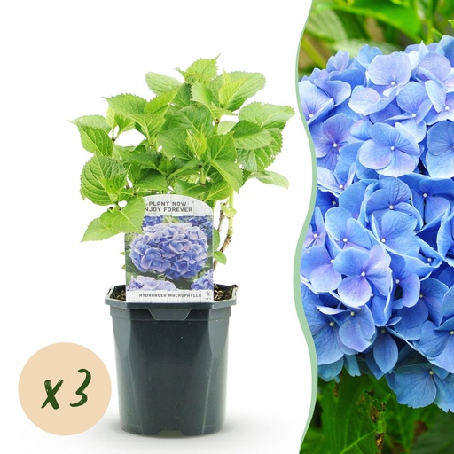 "Hortensie - Hydrangea macrophylla Blau - Blüte Blau - 3 Pflanzen - 1 m² - Laubabwerfend - Wenig Pflege - Topf 17 cm Höhe 30 cm image"