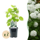 Rispenhortensie - Hydrangea arborescens Annabelle - Blüte Weiß - 3 Pflanzen - 1 m² - Laubabwerfend - Große Blüten - Topf 17 cm Höhe 50 cm
