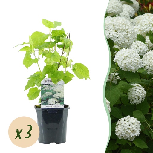 "Rispenhortensie - Hydrangea arborescens Annabelle - Blüte Weiß - 3 Pflanzen - 1 m² - Laubabwerfend - Große Blüten - Topf 17 cm Höhe 50 cm image"