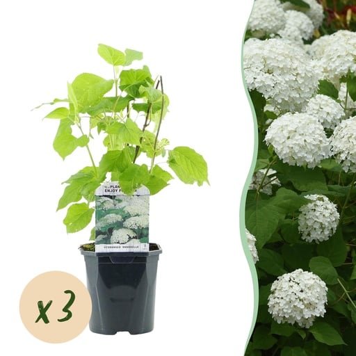 "Schneeballhortensie 'Annabelle' 3er-Set (Hydrangea arborescens) – winterharter Blütenstrauch, Topf-Ø 17 cm, Höhe ca. 50 cm image"