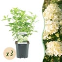 Rispenhortensie - Hydrangea panniculata Limelight - Blüte Creme Weiß - 3 Pflanzen - 1 m² - Laubabwerfend - Große Blüten - Topf 17 cm Höhe 50 cm