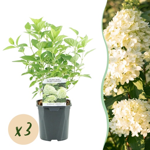 "Rispenhortensie - Hydrangea panniculata Limelight - Blüte Creme Weiß - 3 Pflanzen - 1 m² - Laubabwerfend - Große Blüten - Topf 17 cm Höhe 50 cm image"