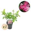 Rispenhortensie - Hydrangea panniculata Pink Diamond - Blüte Weiß Rosa - 3 Pflanzen - 1 m² - Laubabwerfend - Große Blüten - Topf 17 cm Höhe 50 cm