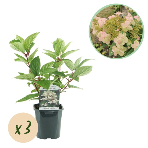 "Rispen-Hortensie (Hydrangea paniculata) – winterharter Strauch, Höhe ca. 17 cm image"