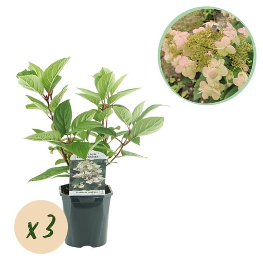 "Rispen-Hortensie (Hydrangea paniculata) – winterharter Strauch, Höhe ca. 17 cm image"