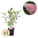 Rispenhortensie - Hydrangea panniculata Vanille Fraise - Blüte Weiß Rosa - 3 Pflanzen 1 m² - Laubabwerfend - Große Blüten - Topf 17cm Höhe 50cm