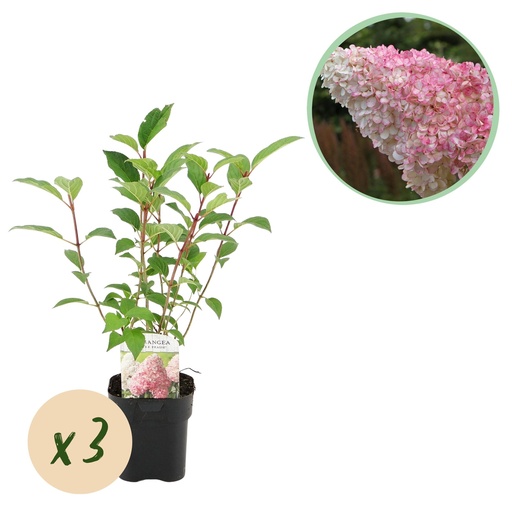 "Rispenhortensie - Hydrangea panniculata Vanille Fraise - Blüte Weiß Rosa - 3 Pflanzen 1 m² - Laubabwerfend - Große Blüten - Topf 17cm Höhe 50cm image"