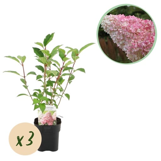"Rispenhortensie® (Hydrangea paniculata) – winterharter Blütenstrauch, Höhe ca. 17 cm image"