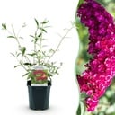 Gartenpflanze - Buddleja davidii Royal Red - Schmetterlingsstrauch - Winterhart - Rot - 1 Pflanze - Topf 17cm - Höhe 45cm