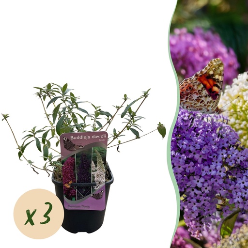 "Schmetterlingsstrauch - Buddleja davidii Tricolour - Blüten Rosa, Weiß und Lila - 3 Pflanzen - 1m2 - Laubabwerfend - Schmetterlingsanlockend - Topf 17cm Höhe 30cm image"