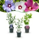 Sträucher - Hibiscus syriacus Tricolour - Blüte Rosa, Weiß und Blau - 3 Pflanzen - Laubabwerfend - Wenig Pflegeaufwand - Topf 17cm Höhe 45cm