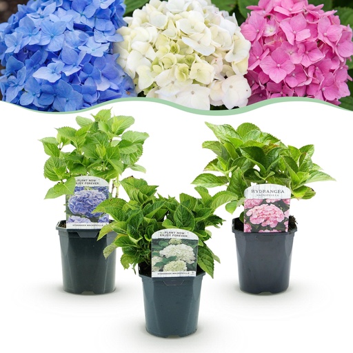 "Hortensie - Hydrangea macrophylla Tricolour - Blüte Blau, Rosa und Weiß - 3 Pflanzen - Laubabwerfend - Wenig Pflege - Topf 17cm Höhe 30cm image"