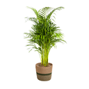 Dypsis Areca Lutescens mit Korb Ø21cm - ↕100 - 120cm