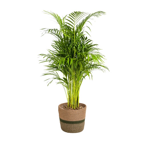"Goldfruchtpalme (Dypsis arenarum) – pflegeleichte Zimmerpflanze, im Dekokorb, Topf-Ø 21 cm, Höhe ca. 21 cm image"