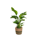 Strelitzia Nicolai mit Korb Ø21cm - ↕90 - 110cm