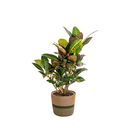 Codiaeum 'Croton' Petra mit Korb Ø21cm - ↕60 - 80cm