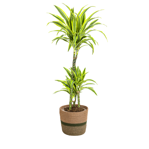 "Drachenbaum (Dracaena deremensis) – pflegeleichte Zimmerpflanze, im Dekokorb, Topf-Ø 21 cm, Höhe ca. 21 cm image"