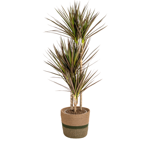 "Drachenbaum (Dracaena marginata) – pflegeleichte Zimmerpflanze, im Dekokorb, Topf-Ø 21 cm, Höhe ca. 21 cm image"