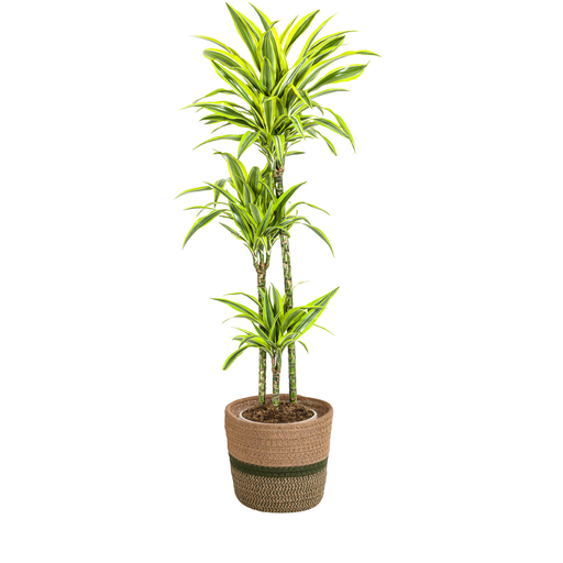 "Dracaena Deremensis Lemon Lime mit Korb Ø24cm - ↕130 - 150cm image"