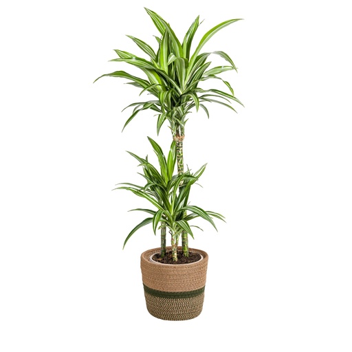 "Drachenbaum (Dracaena deremensis) – pflegeleichte Zimmerpflanze, im Dekokorb, Topf-Ø 21 cm, Höhe ca. 21 cm image"