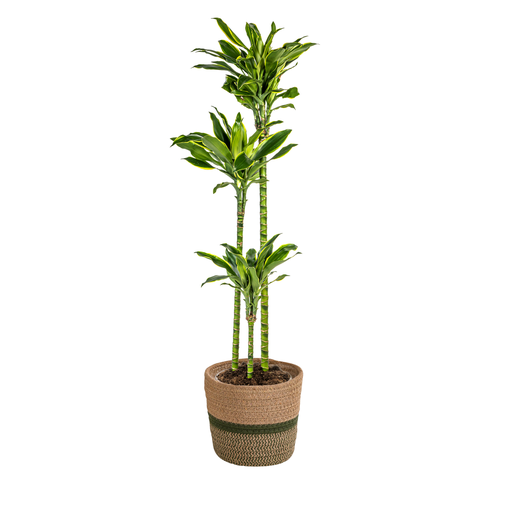 "Duftender Drachenbaum (Dracaena fragrans) – pflegeleichte Zimmerpflanze, im Dekokorb, Topf-Ø 24 cm, Höhe ca. 24 cm image"