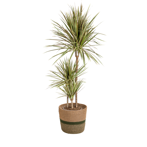 "Dracaena Marginata Bicolor mit Korb Ø21cm - ↕110 - 130cm image"