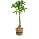 Pachira Aquatica mit Korb Ø24cm - ↕120 - 140cm