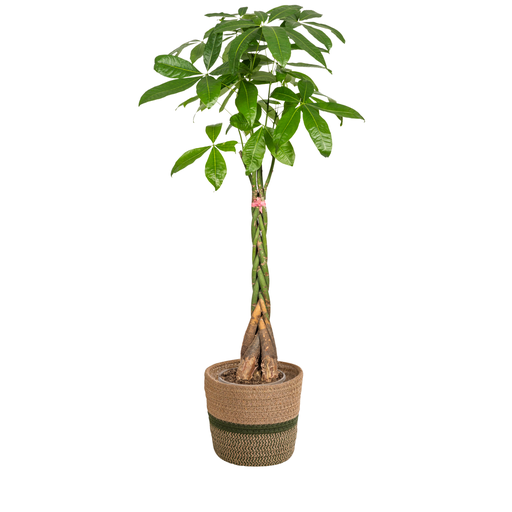 "Pachira Aquatica mit Korb Ø24cm - ↕120 - 140cm image"