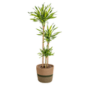 Dracaena Deremensis Rikki mit Korb Ø24cm - ↕130 - 150cm