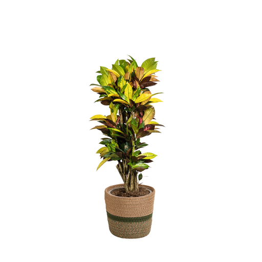 "Codiaeum 'Croton' Iceton mit Korb Ø24cm - ↕80-100cm image"