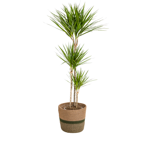 "Dracaena Marginata Green mit Korb Ø24cm - ↕130 - 150cm image"
