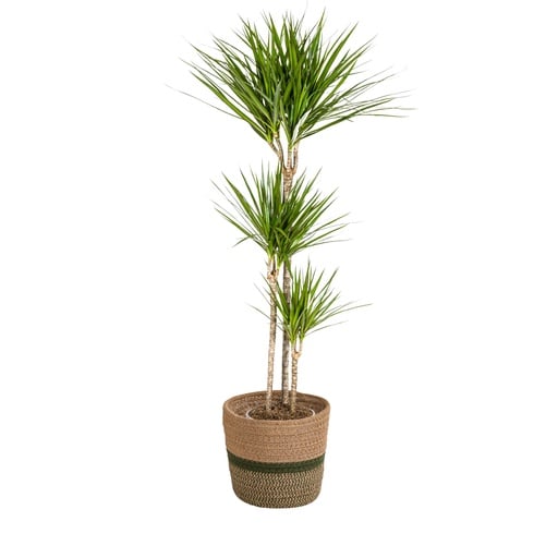 "Drachenbaum (Dracaena marginata) – pflegeleichte Zimmerpflanze, im Dekokorb, Topf-Ø 24 cm, Höhe ca. 24 cm image"