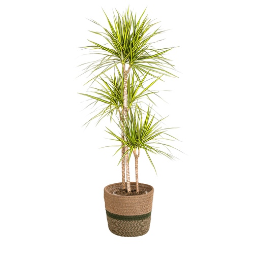 "Drachenbaum 'Sunray' (Dracaena marginata) – pflegeleichte Zimmerpflanze, im Dekokorb, Topf-Ø 24 cm, Höhe ca. 130–150 cm image"
