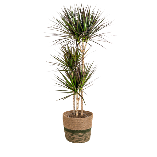 "Dracaena Marginata Magenta mit Korb Ø24cm - ↕130 - 150cm image"