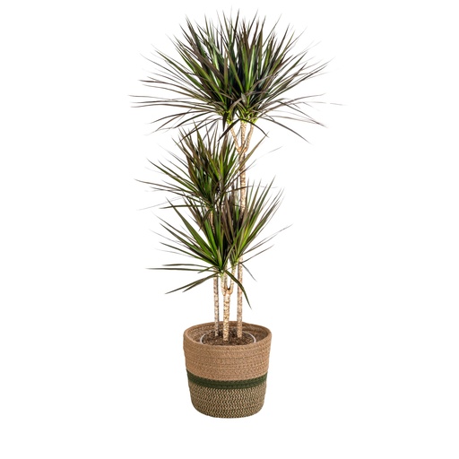 "Schmalblättriger Drachenbaum (Dracaena marginata) – pflegeleichte Zimmerpflanze, im Dekokorb, Topf-Ø 24 cm, Höhe ca. 24 cm image"