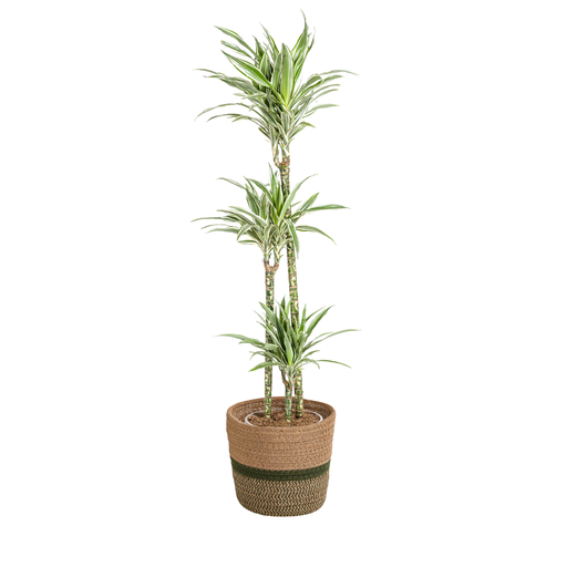 "Dracaena Deremensis White Stripe mit Korb Ø24cm - ↕130 - 150cm image"