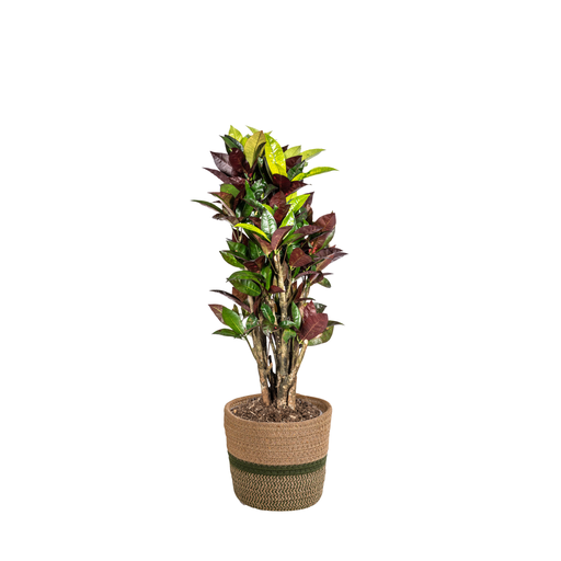 "Codiaeum 'Croton' Iceton mit Korb Ø21cm - ↕60 - 80cm image"