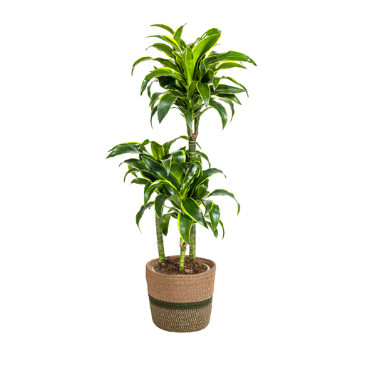 "Dracaena Deremensis Dorado mit Korb Ø21cm - ↕100 - 120cm image"
