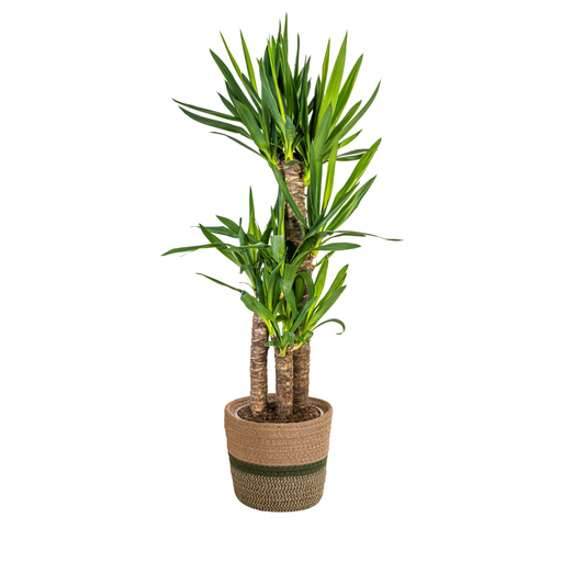 "Riesen-Palmlilie (Yucca elephantipes) – pflegeleichte Zimmerpflanze, im Dekokorb, Topf-Ø 21 cm, Höhe ca. 21 cm image"