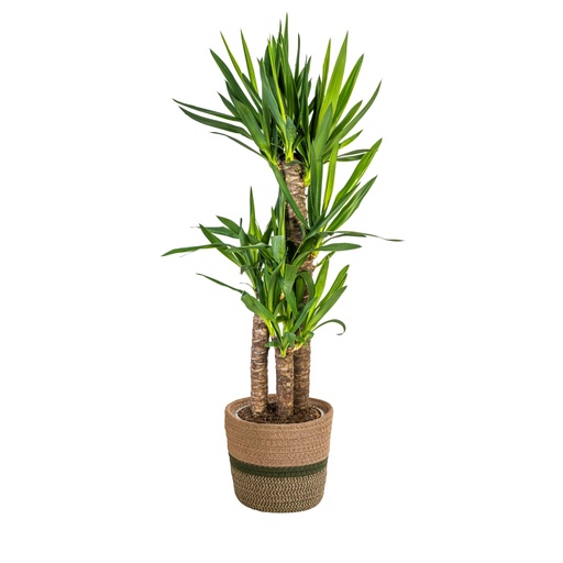 "Riesen-Palmlilie (Yucca elephantipes) – pflegeleichte Zimmerpflanze, im Dekokorb, Topf-Ø 21 cm, Höhe ca. 90–110 cm image"