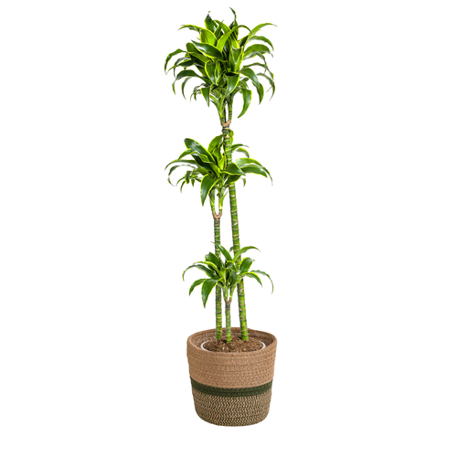 "Dracaena Deremensis Dorado mit Korb Ø24cm - ↕120 - 140cm image"