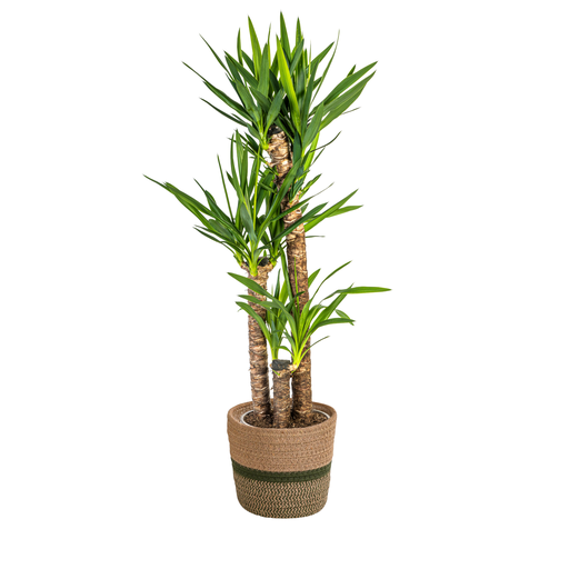 "Palmlilie (Yucca elephantipes) – pflegeleichte Zimmerpflanze, im Dekokorb, Topf-Ø 24 cm, Höhe ca. 24 cm image"