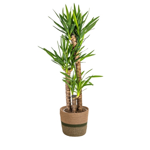 "Riesen-Palmlilie (Yucca elephantipes) – pflegeleichte Zimmerpflanze, im Dekokorb, Topf-Ø 24 cm, Höhe ca. 120–140 cm image"