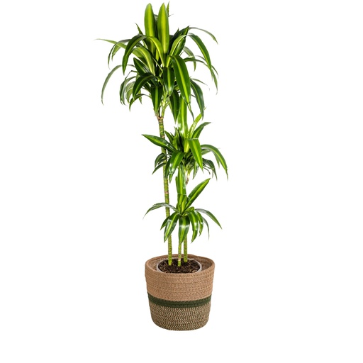 "Drachenbaum (Dracaena deremensis) – pflegeleichte Zimmerpflanze, im Dekokorb, Topf-Ø 24 cm, Höhe ca. 24 cm image"