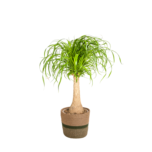 "Beaucarnea Recurvata Stamm mit Korb Ø21cm - ↕60 - 80cm image"