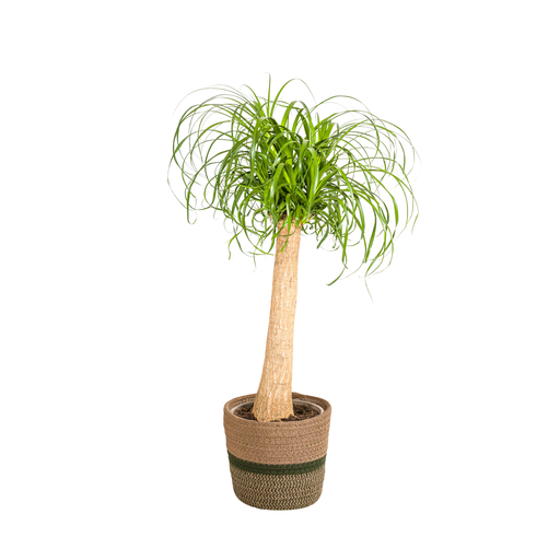 "Beaucarnea Recurvata Stamm mit Korb Ø24cm - ↕80 - 100cm image"