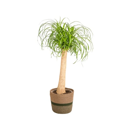 "Elefantenfuß (Beaucarnea recurvata) – pflegeleichte Zimmerpflanze, im Dekokorb, Topf-Ø 24 cm, Höhe ca. 24 cm image"