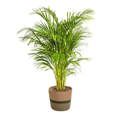"Dypsis Areca Lutescens mit Korb Ø24cm - ↕120 - 140cm image"