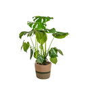 Monstera Deliciosa Tauerii mit Korb Ø21cm - ↕70 - 90cm