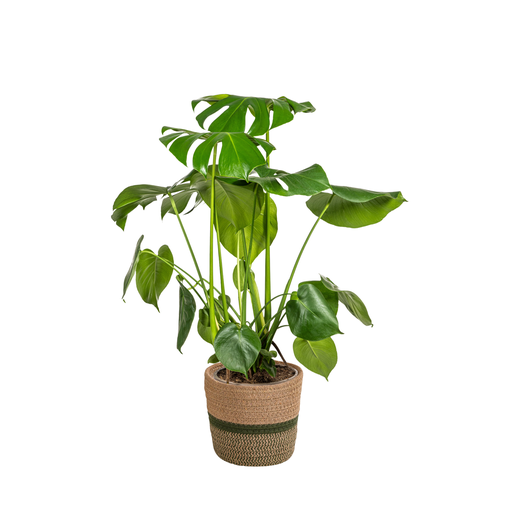 "Monstera Deliciosa Tauerii mit Korb Ø21cm - ↕70 - 90cm image"